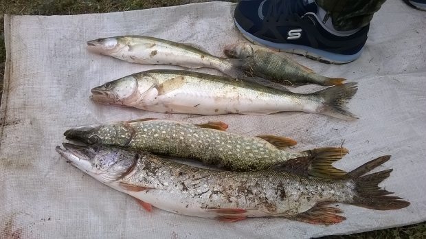 WP_20150913_14_51_07_Pro.jpg