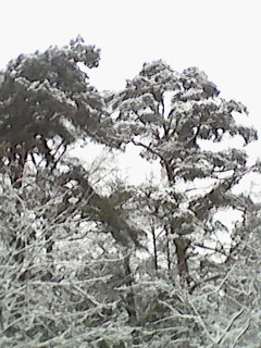DSC_0000098.jpg