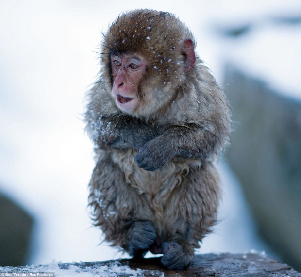 beautiful-snow-monkey-pictures.jpg