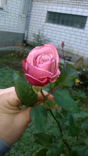 IMG-20151211-WA0002.jpg