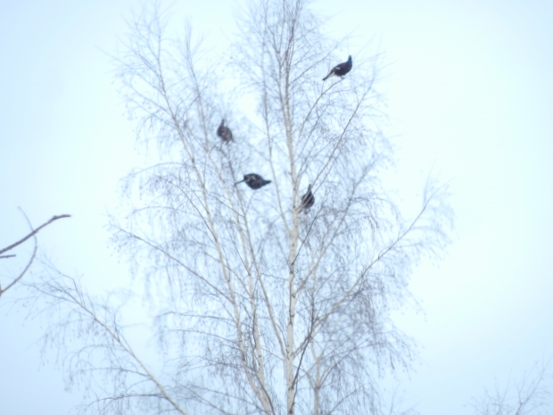 DSCN9976.JPG