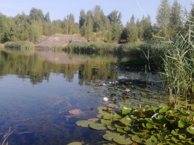 IMG_20210815_081333.jpg