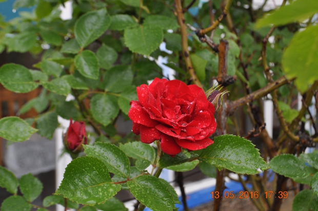 DSC_7987.JPG