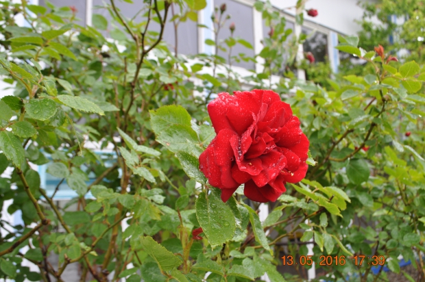 DSC_7986.JPG