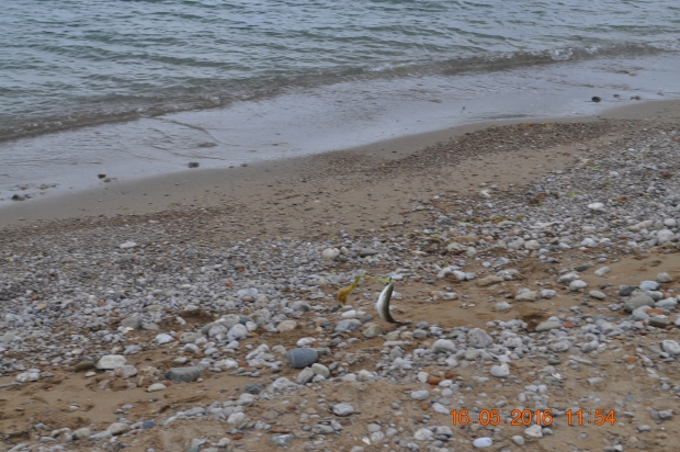 DSC_8000.JPG