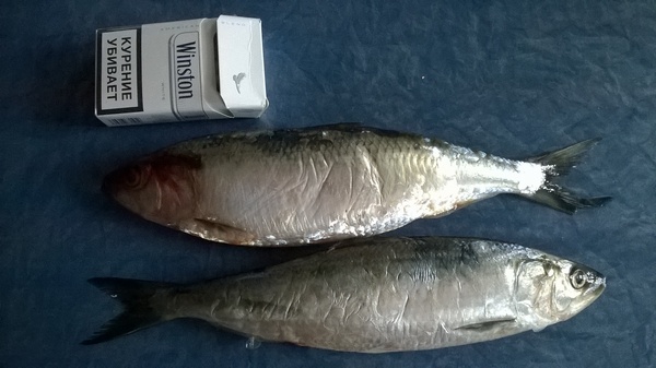 WP_20150408_001.1.jpg