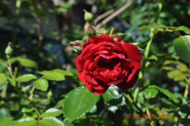 DSC_8315.JPG