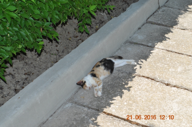 DSC_8451.JPG