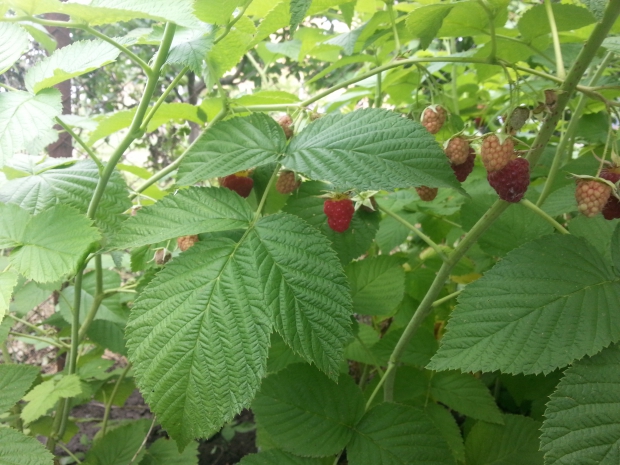 20160705_115935.jpg
