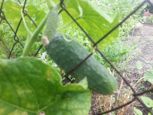 20160705_120018.jpg