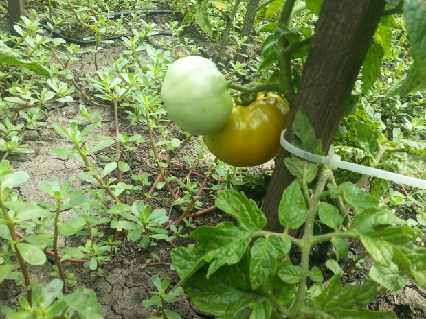 20160705_120045.jpg