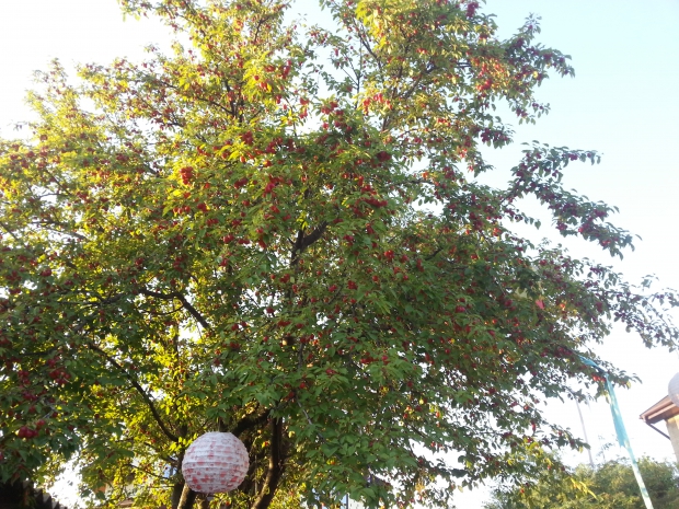 20160717_192212.jpg