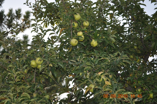 DSC_8899.JPG