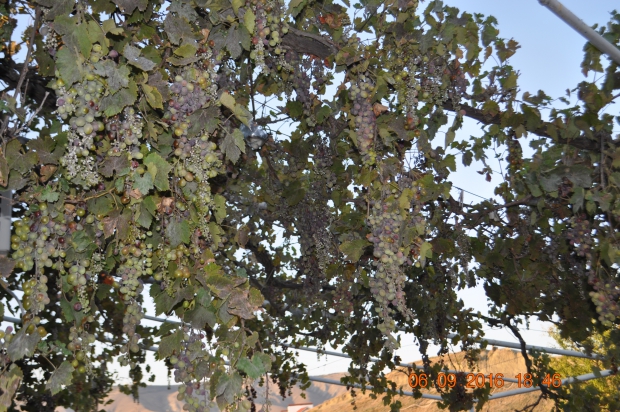 DSC_8900.JPG