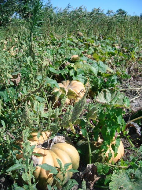 DSCF7340.JPG