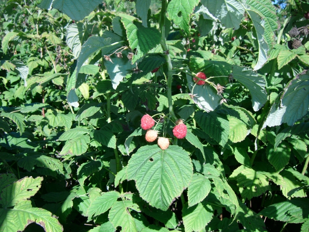 DSCF7346.JPG
