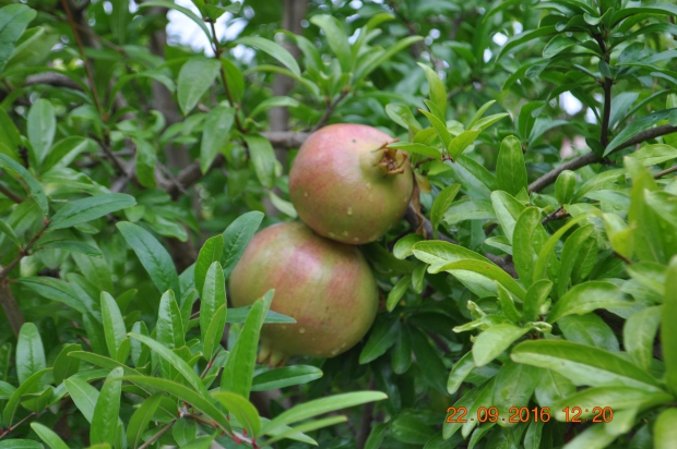 DSC_9202.JPG