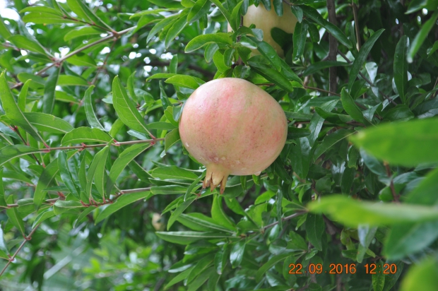 DSC_9201.JPG