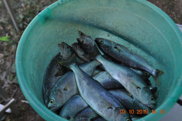 DSC_9440.JPG