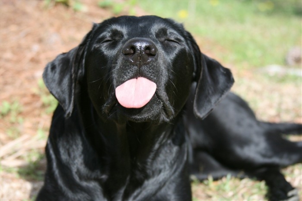 dog sticking his tongue out at you.jpeg