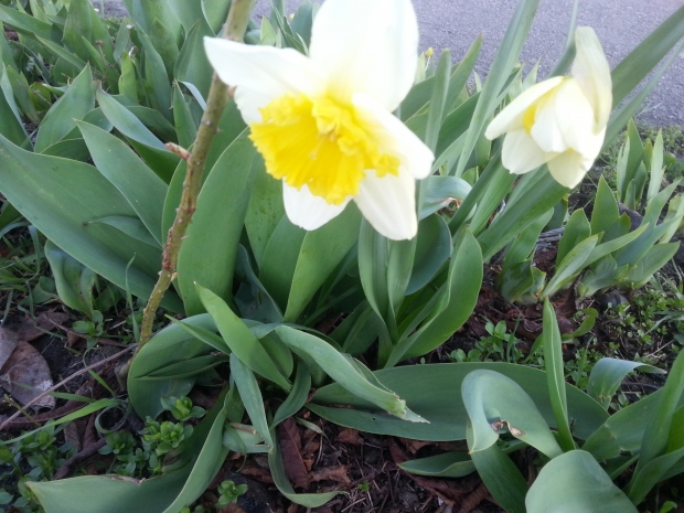 20170404_065800.jpg