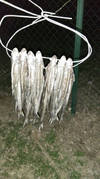 image-1492688861448-V.jpg