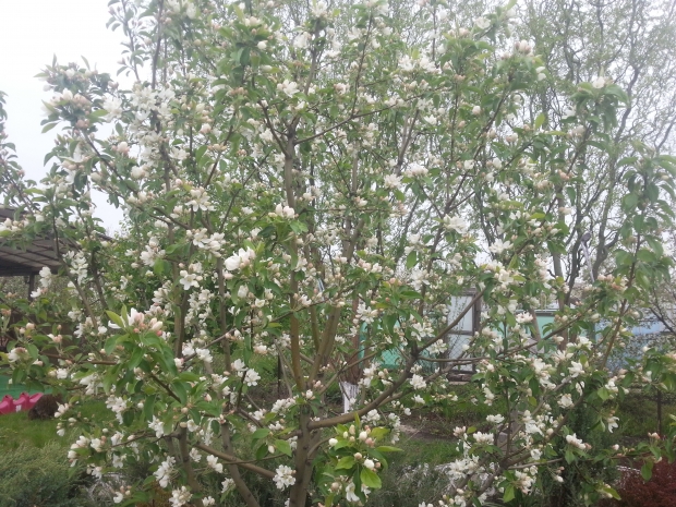 20170423_085032.jpg