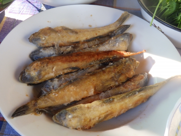 P1011132.JPG
