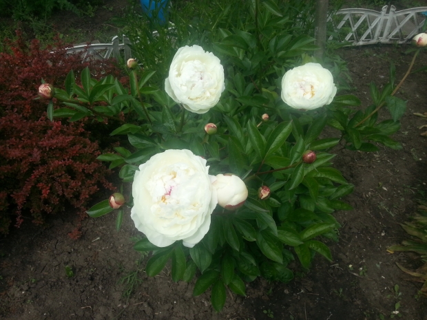 20170520_105424.jpg