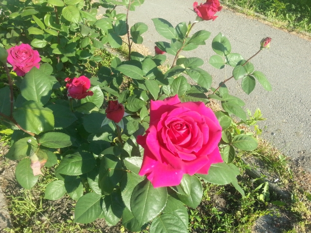 20170531_070215.jpg