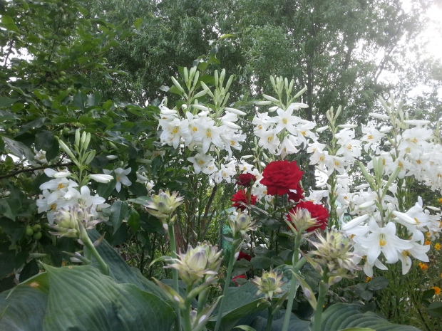 20170616_170456.jpg