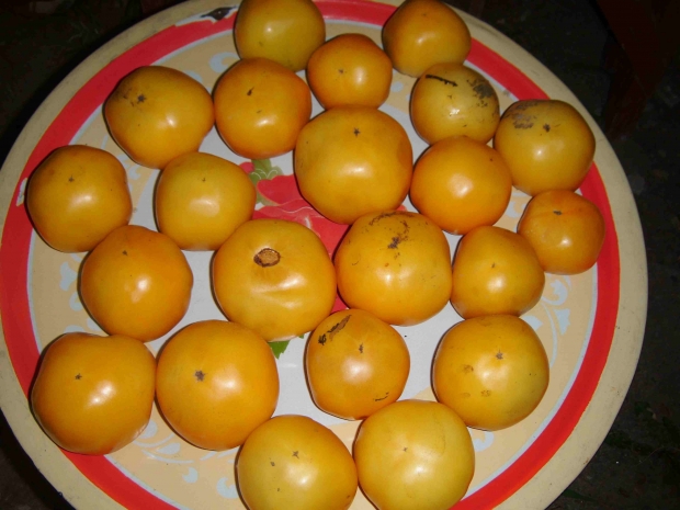 DSCF6274.jpg