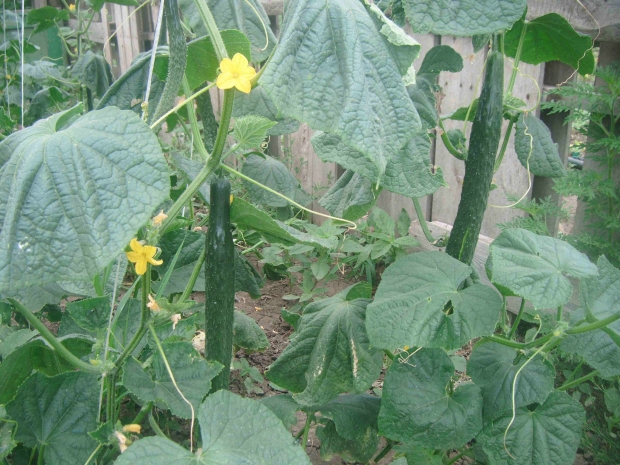 DSCF4183.jpg
