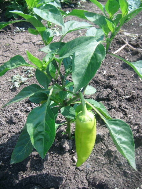 DSCF4091.jpg