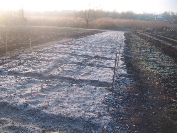 DSCF4675.jpg