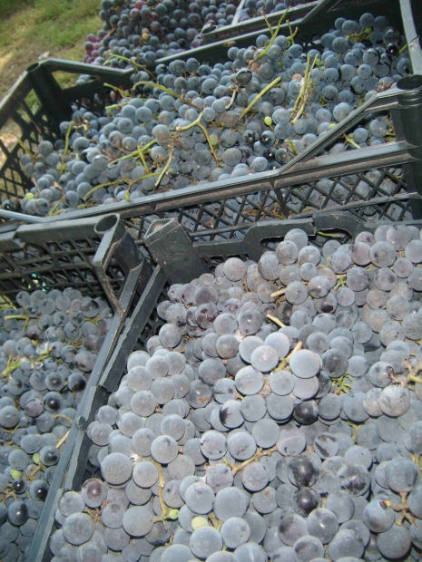 DSCF4486.jpg