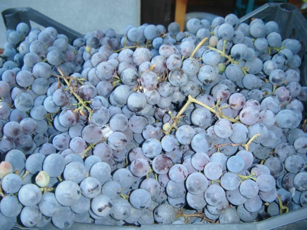 DSCF4490.jpg