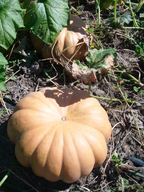 DSCF7341.jpg