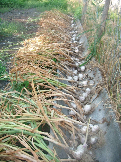 DSCF4174.jpg
