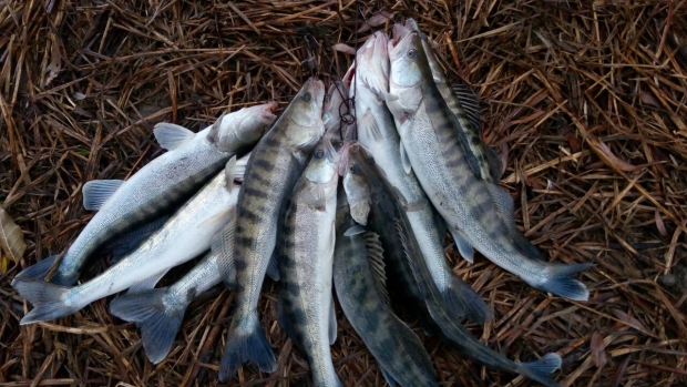 улов за 30 минут.jpg