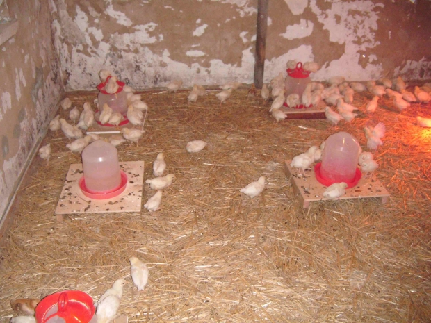 DSCF7695.jpg