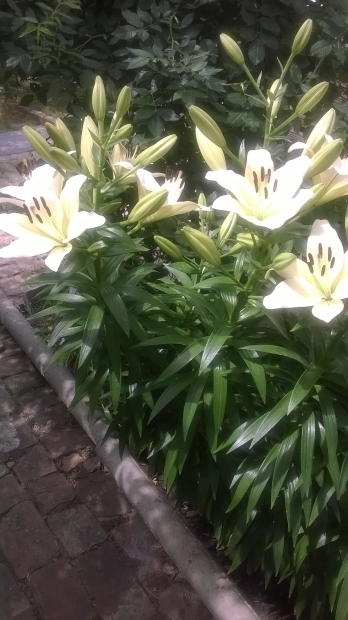 WP_20150616_003.jpg